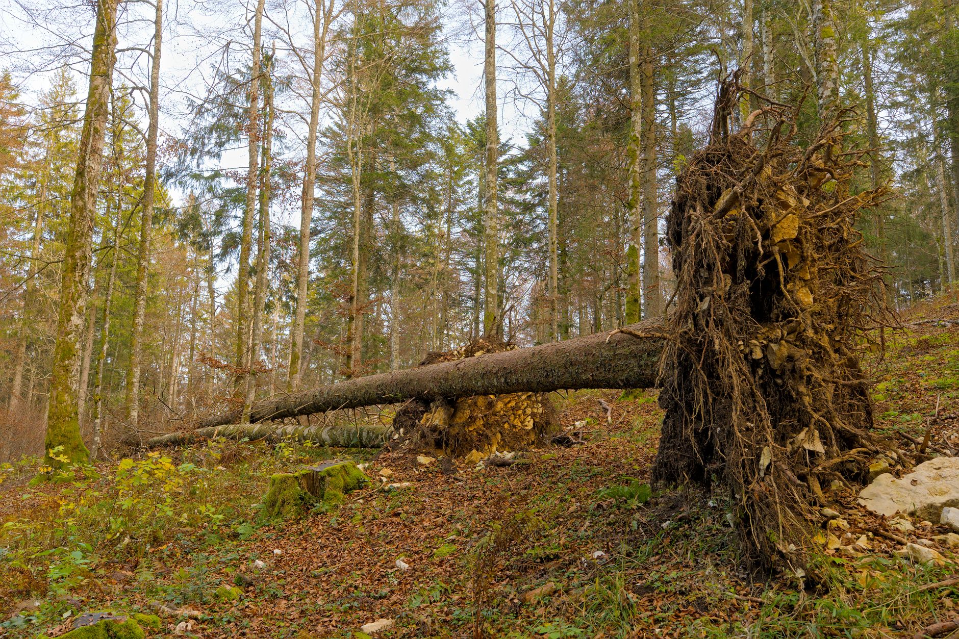 Enlèvement arbre urgence à Bouguenais